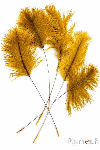 Panicule struzzo - 35-40 cm - giallo-grigi naturale